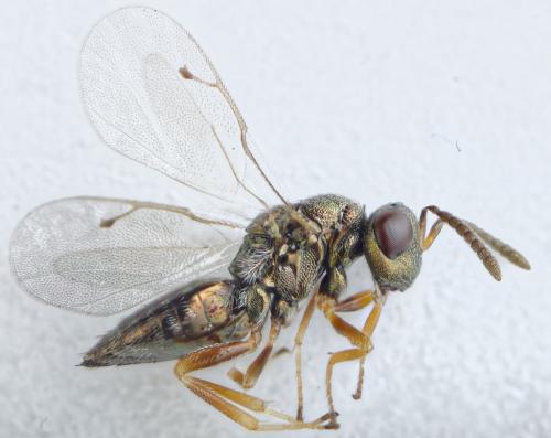 Trichomalus sp.